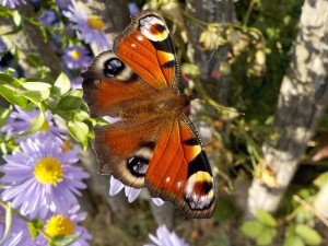 peacock-butterfly-484423_640